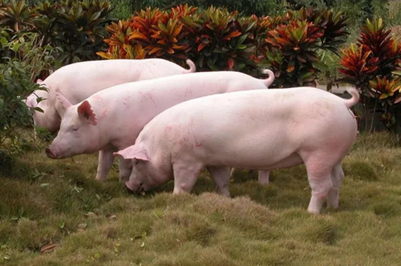 豬場(chǎng)O型、A型口蹄疫混合感染的診斷與治療