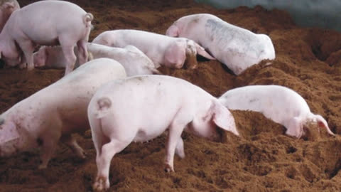 豬細(xì)螺旋體病如何有效防治