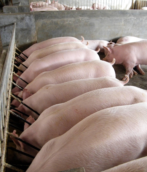 養(yǎng)豬場(chǎng)案例展示